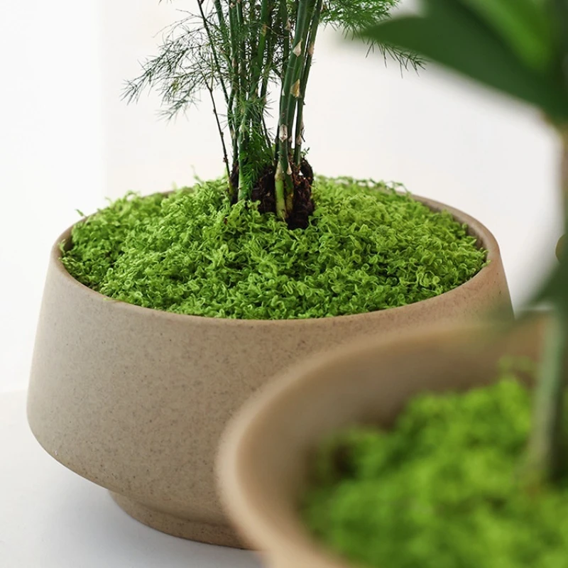 Césped artificial de musgo, al - Terrarium Moss Art reseña y precio